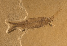 Fossil of fish eating another fish