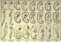 Haeckel's embryos drawing